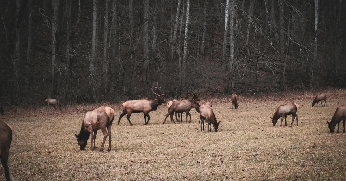 Downtown Wilding, WV, WV