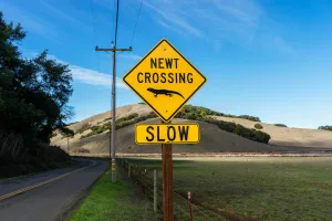 Downtown Wiley Crossing, AR, AR