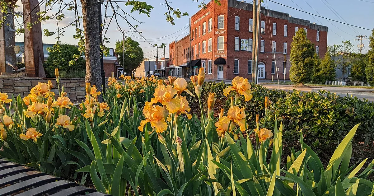 Downtown Williamston, NC, NC