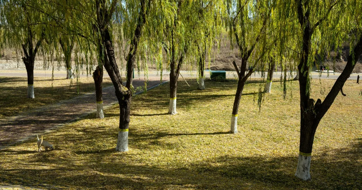 Downtown Willow, AK, AK