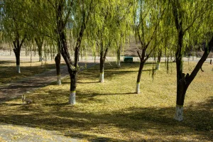 Downtown Willow, AK, AK