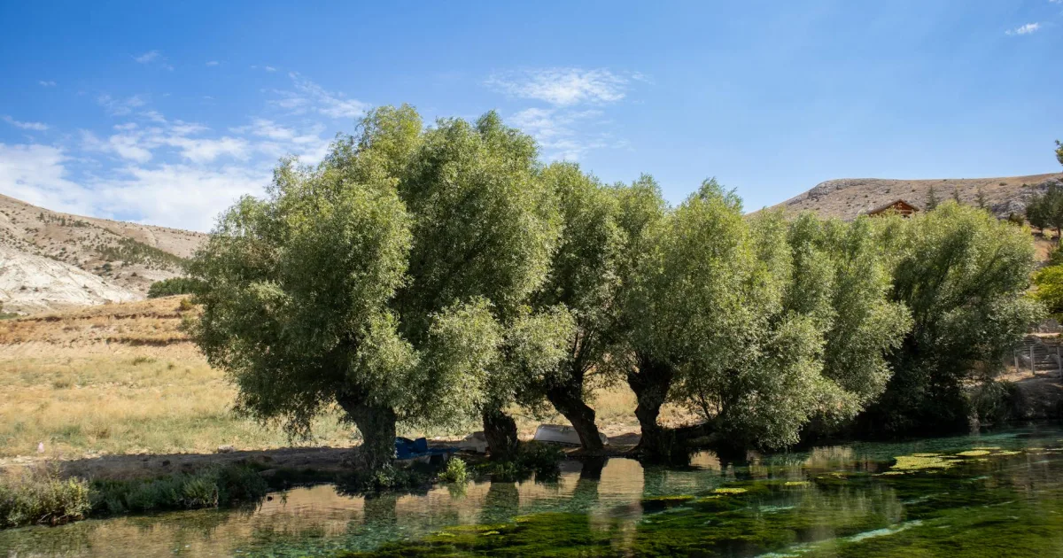 Downtown Willow Springs, MO, MO