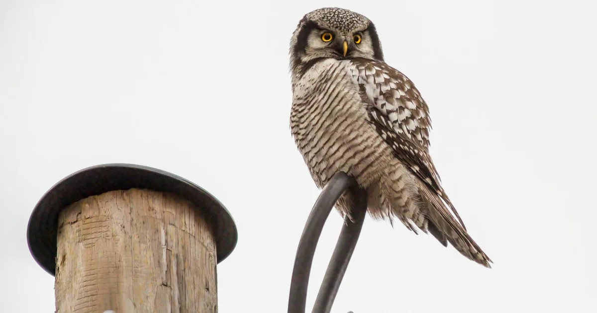 Downtown Wilson, NC, NC