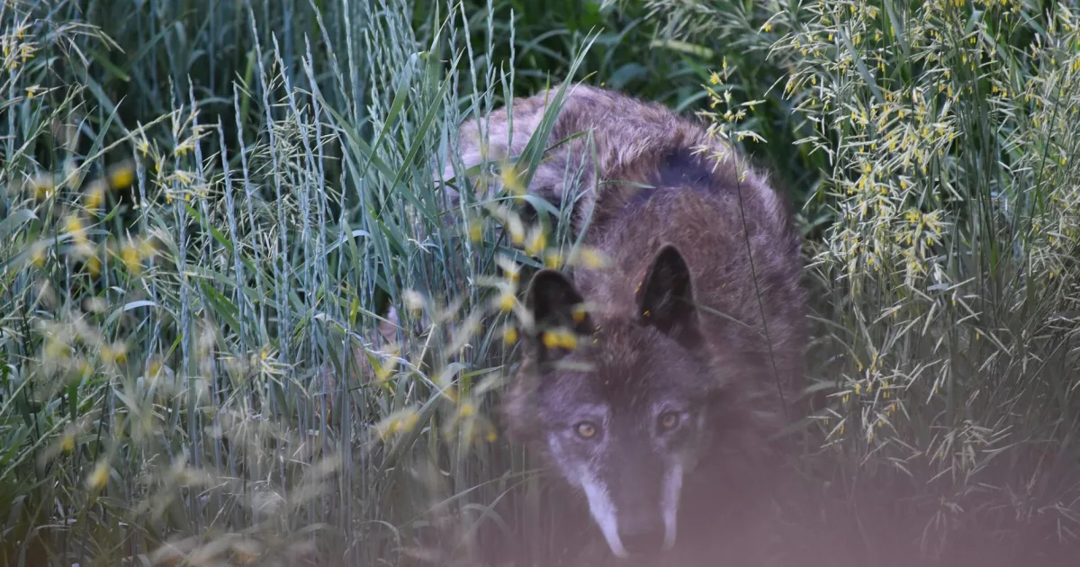 Downtown Wolf Creek, UT, UT