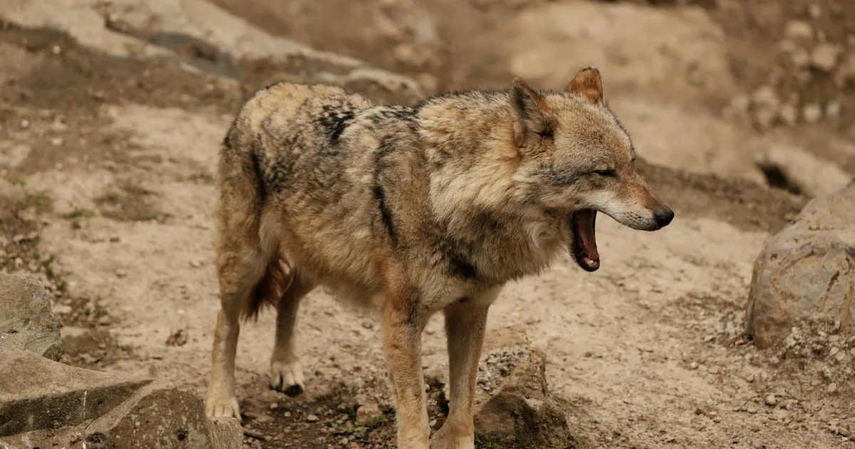 Downtown Wolf Run, OH, OH