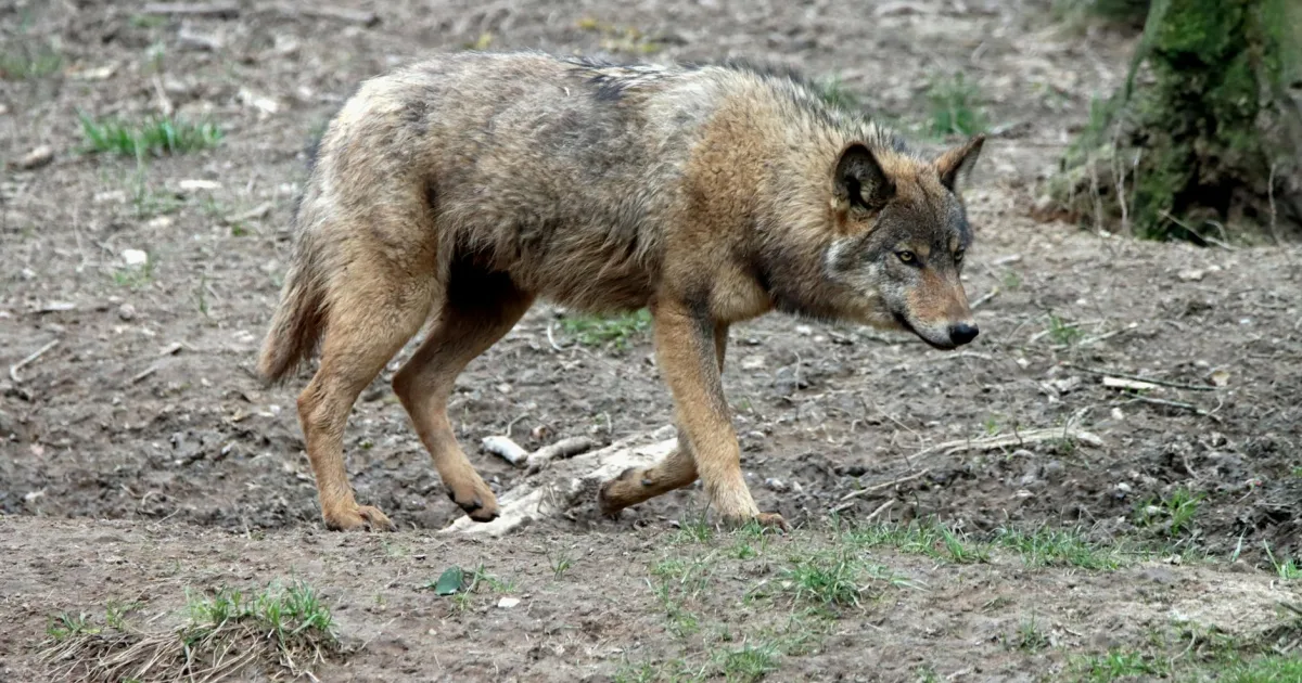 Downtown Wolfe, WV, WV