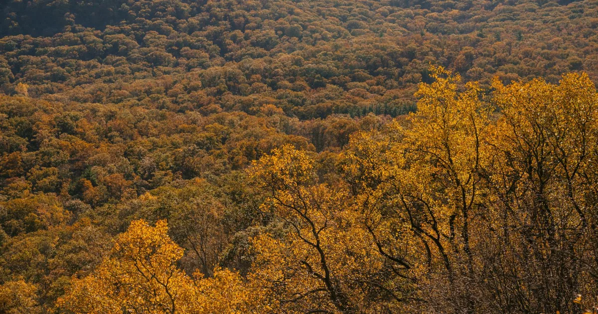 Downtown Woodland Heights, PA, PA