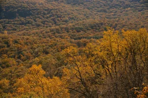 Downtown Woodland Heights, PA, PA
