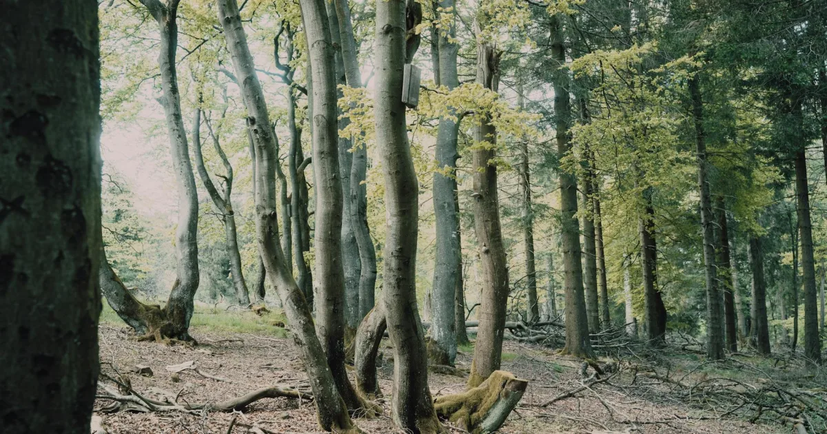 Downtown Woodland, MI, MI