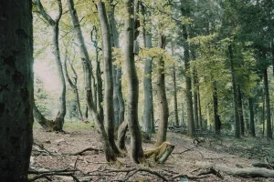 Downtown Woodland, MI, MI