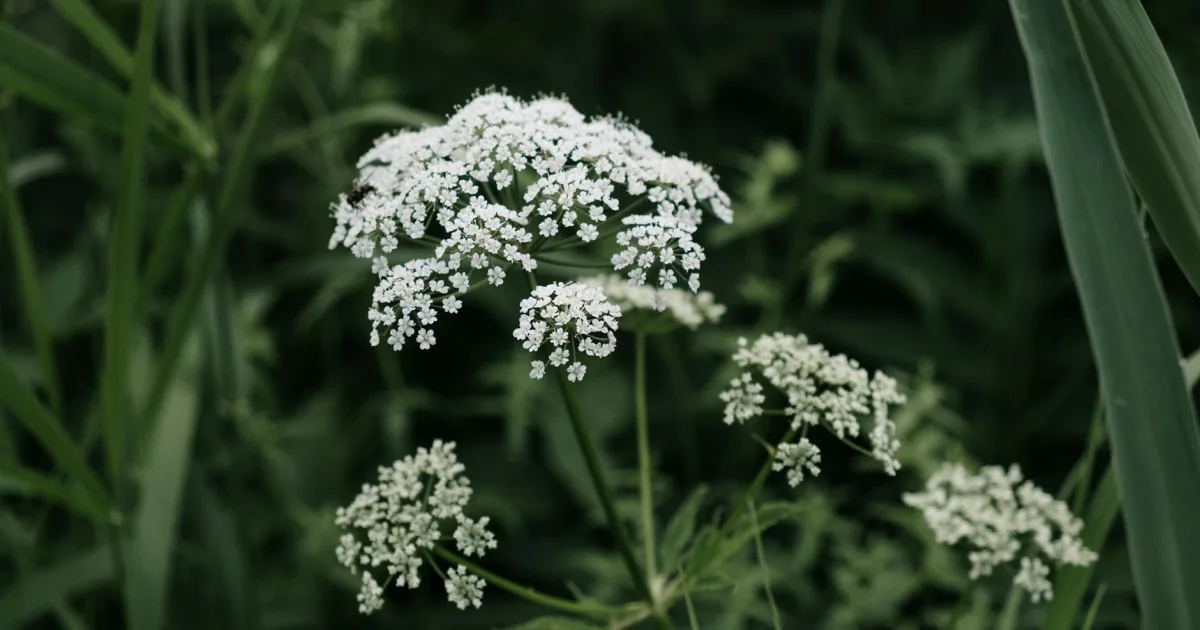 Downtown Woodruff, WI, WI