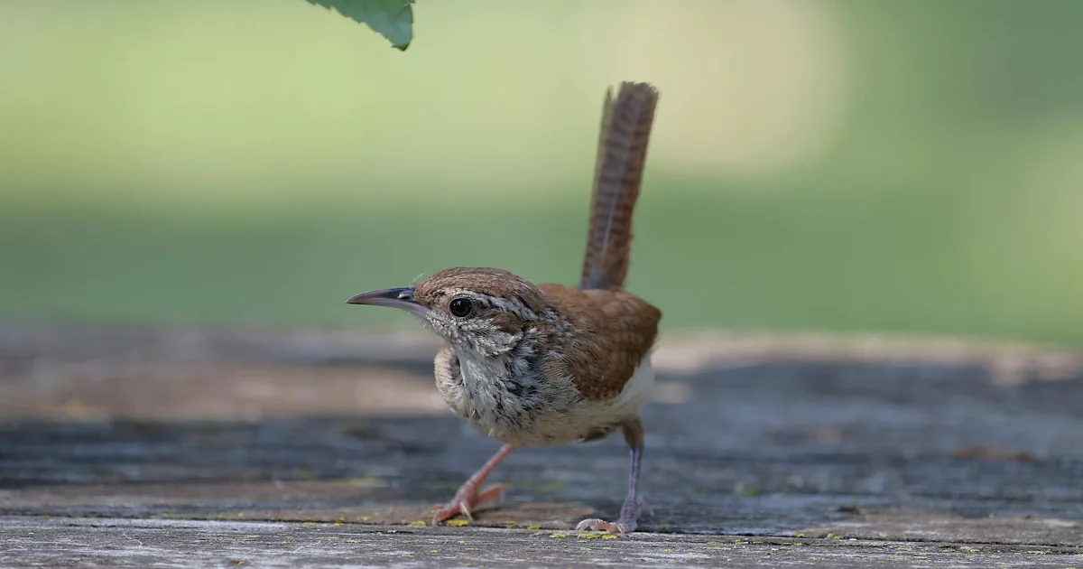 Downtown Wrens, GA, GA