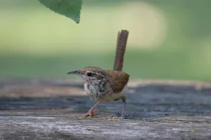 Downtown Wrens, GA, GA