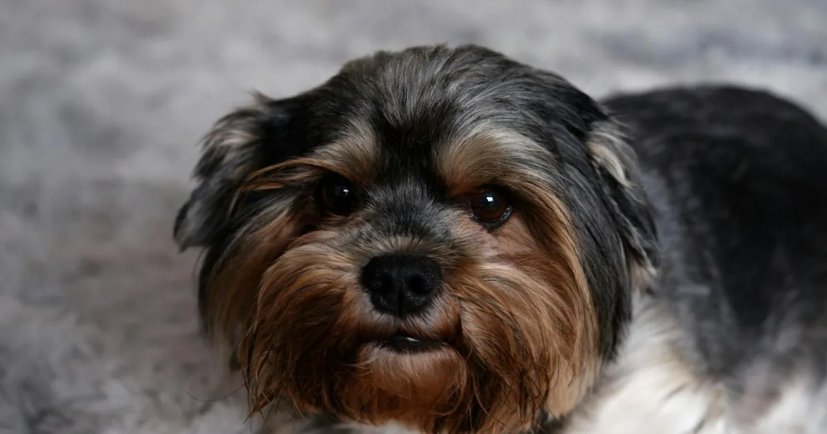 Downtown York, MO, MO