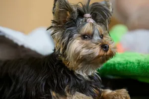 Downtown York, NE, NE