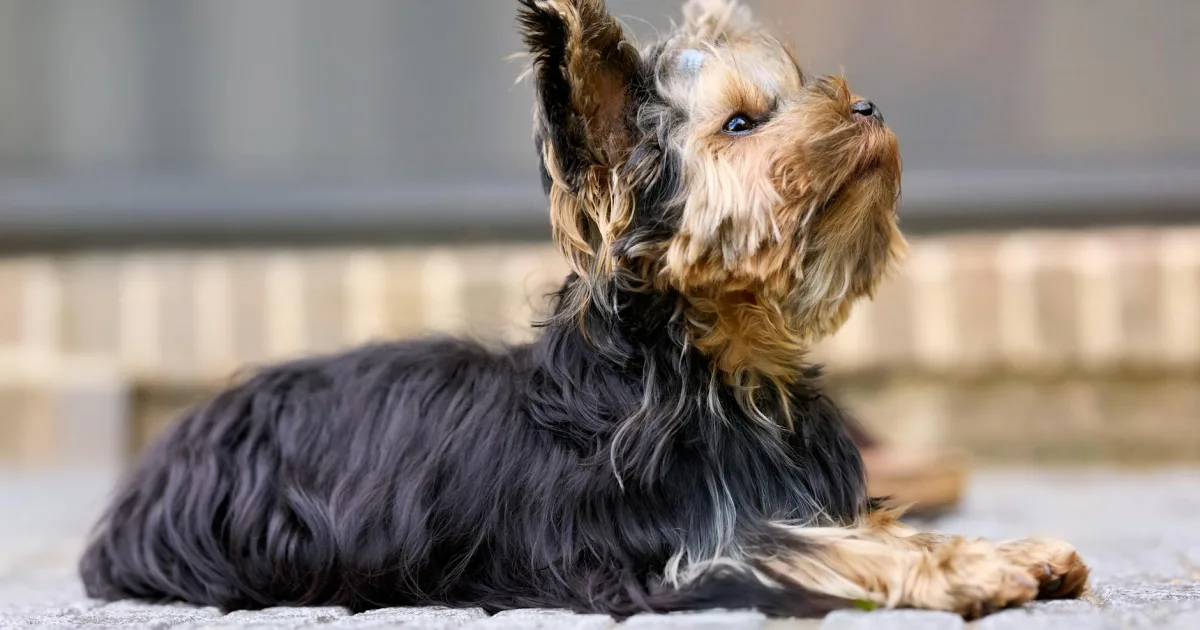 Downtown Yorkshire, VA, VA