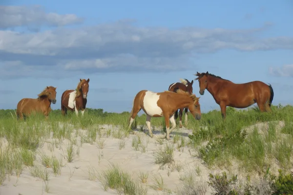 Assateague Island National Seashore