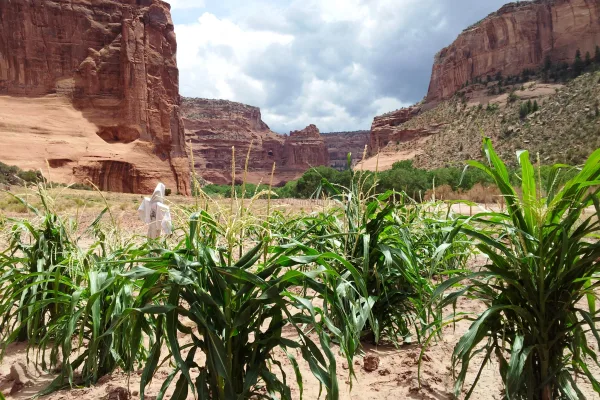 Canyon de Chelly National Monument