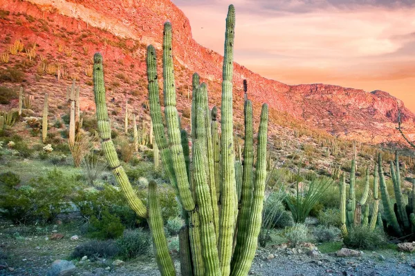Organ Pipe Cactus National Monument