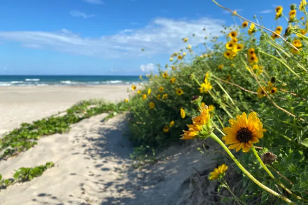 Padre Island National Seashore