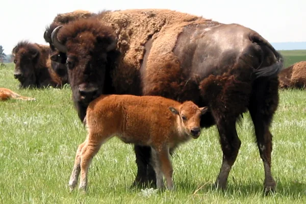 Wind Cave National Park